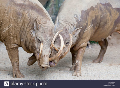 babirusa-deer-pig-wild-boar-from-indonesia-pair-snuggling-closeup-DW7D6P.jpg
