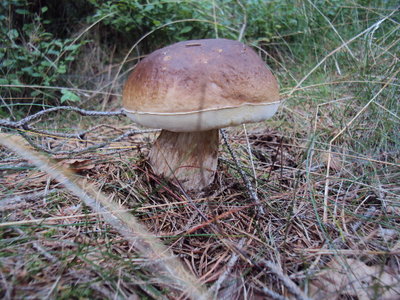 DSC04745.JPG
