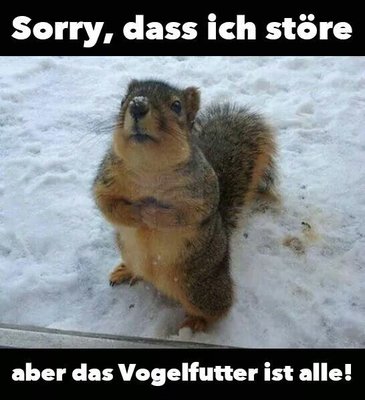 8d7df286998b4c2cd0c6c6a9149f9f1d--clean-funnies-funny-animal-pictures.jpg